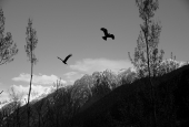 IIP Online Student Photography